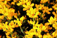 Flor de Carqueja