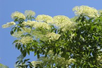 Flor de Sabugueiro