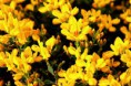 Flor de Carqueja